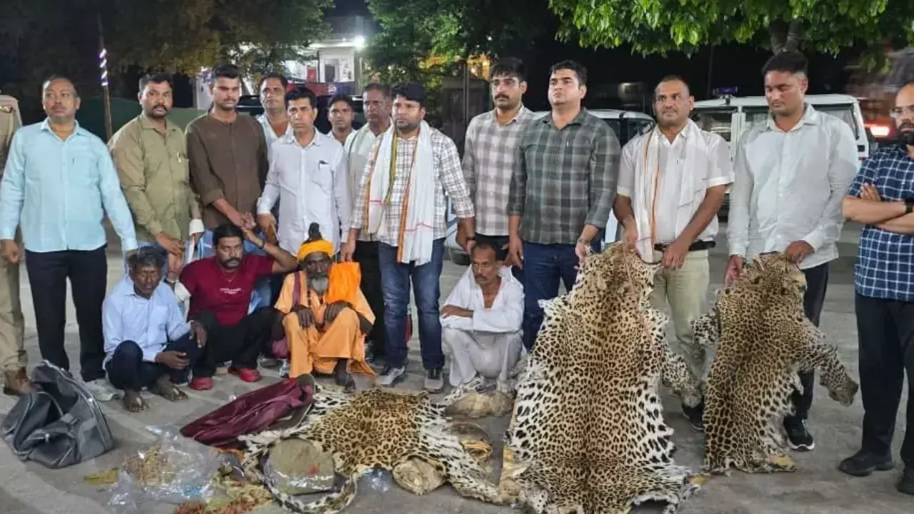 UP News : वन्यजीव तस्करी का बड़ा खुलासा: होटल में सौदा करते पकड़े गए तस्कर, 10 तेंदुओं की खाल बरामद