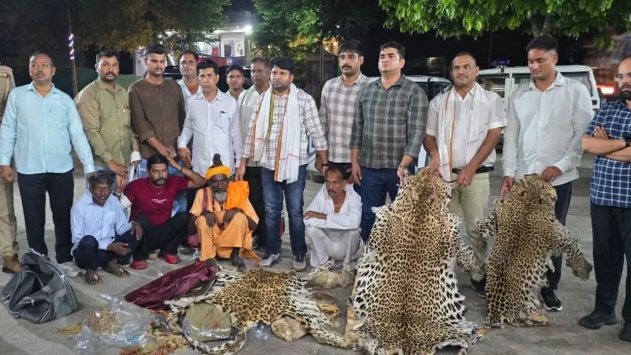 UP News : वन्यजीव तस्करी का बड़ा खुलासा: होटल में सौदा करते पकड़े गए तस्कर, 10 तेंदुओं की खाल बरामद