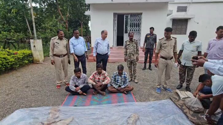Surajpur Tiger Skin Smuggling : सूरजपुर में बाघ की खाल के साथ तीन तस्कर गिरफ्तार, वन विभाग ने खरीदार बनकर किया बड़ा खुलासा