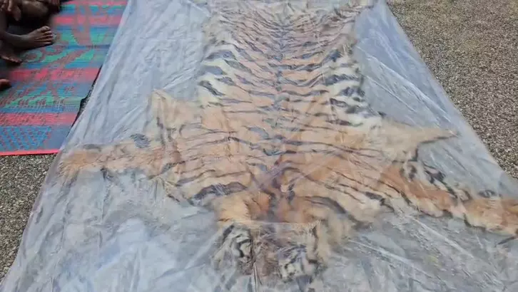 34038-untitled Surajpur Tiger Skin Smuggling : सूरजपुर में बाघ की खाल के साथ तीन तस्कर गिरफ्तार, वन विभाग ने खरीदार बनकर किया बड़ा खुलासा