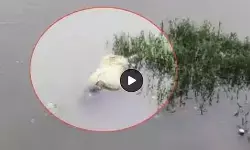 Raipur City News: लखना तालाब में मिली युवती की डेड बॉडी, मृतक की पहचान नहीं, मौके पर पहुंची पुलिस Raipur City News: लखना तालाब में मिली युवती की डेड बॉडी, मृतक की पहचान नहीं, मौके पर पहुंची पुलिस