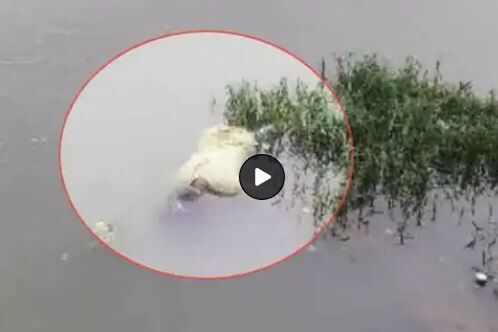 Raipur City News: लखना तालाब में मिली युवती की डेड बॉडी, मृतक की पहचान नहीं, मौके पर पहुंची पुलिस