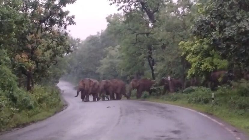 CG News : 20 से ज्यादा हाथियों के झुंड ने घंटों रोका हाईवे, एक ग्रामीण घायल