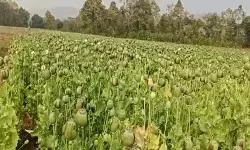 Durg Opium Cultivation Case: छत्तीसगढ़ के समोदा में अफीम खेती मामले में 939 पन्नों की चार्जशीट कोर्ट में पेश, 79 गवाह,मक्के की फसल के बीच उगाई गई थी अफीम