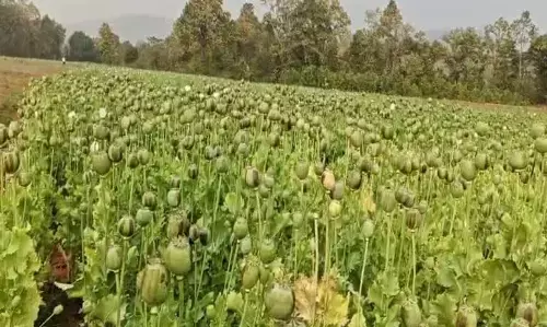 Durg Opium Cultivation Case: छत्तीसगढ़ के समोदा में अफीम खेती मामले में 939 पन्नों की चार्जशीट कोर्ट में पेश, 79 गवाह,मक्के की फसल के बीच उगाई गई थी अफीम