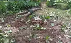 CG News : दल से बिछड़े हाथी का जानलेवा हमला, खेत से लौट रहे किसान को पटक-पटककर मार डाला