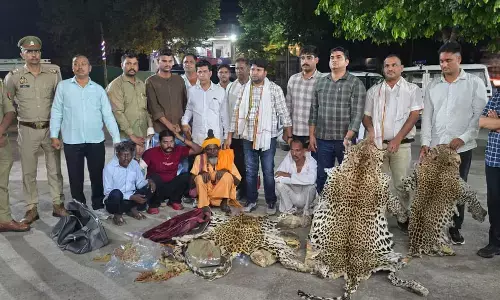 MP News : 10 तेंदुओं की खाल और सिर के साथ 4 तस्कर गिरफ्तार, पूछताछ में माधव नेशनल पार्क का नाम आने से मचा हड़कंप