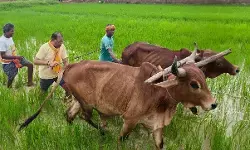 CG News : किसान के अंदाज में दिखे CM विष्णुदेव साय, खेत में चलाया हल