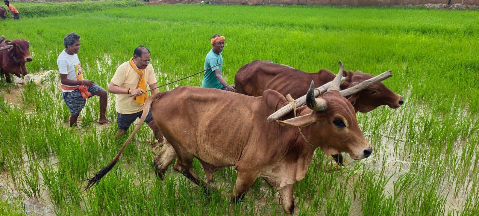 CG News : किसान के अंदाज में दिखे CM विष्णुदेव साय, खेत में चलाया हल