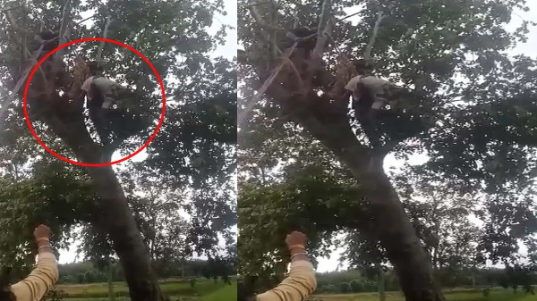 CG News : पेड़ की डाल काटते वक्त 33KV तार की चपेट में आया ग्रामीण, मौके पर मौत, तीन बेटियों ने खोया पिता