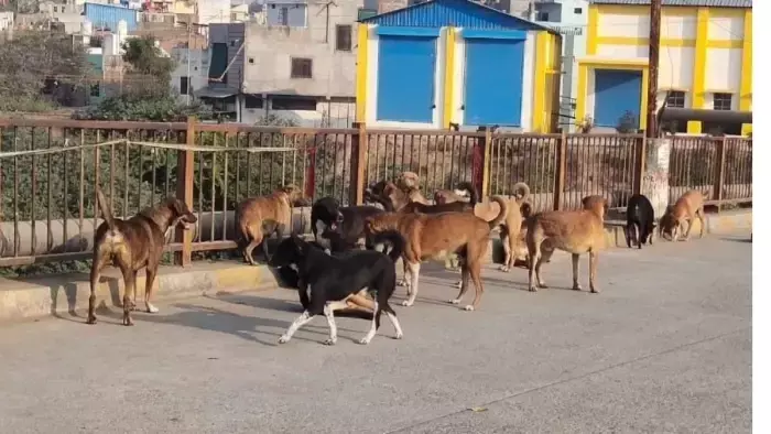 MP News : पागल कुत्ते ने 3 बहनों समेत 4 बच्चों को बनाया शिकार, दो की हालत गंभीर