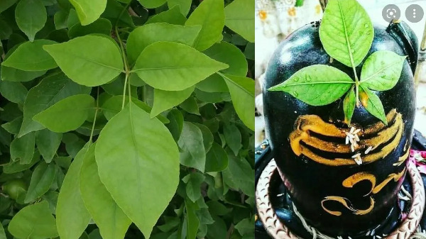 Sawan Ekadashi : एकादशी के दिन बेलपत्र तोड़ना शुभ या अशुभ? जानिए क्या कहते हैं शास्त्रीय नियम