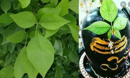 Sawan Ekadashi : एकादशी के दिन बेलपत्र तोड़ना शुभ या अशुभ? जानिए क्या कहते हैं शास्त्रीय नियम Sawan Ekadashi : एकादशी के दिन बेलपत्र तोड़ना शुभ या अशुभ? जानिए क्या कहते हैं शास्त्रीय नियम