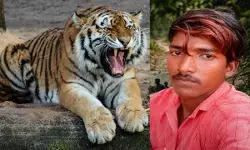 CG News : करिल लेने जंगल गया था युवक, शेरनी के हमले में गई जान, वन विभाग हुआ अलर्ट