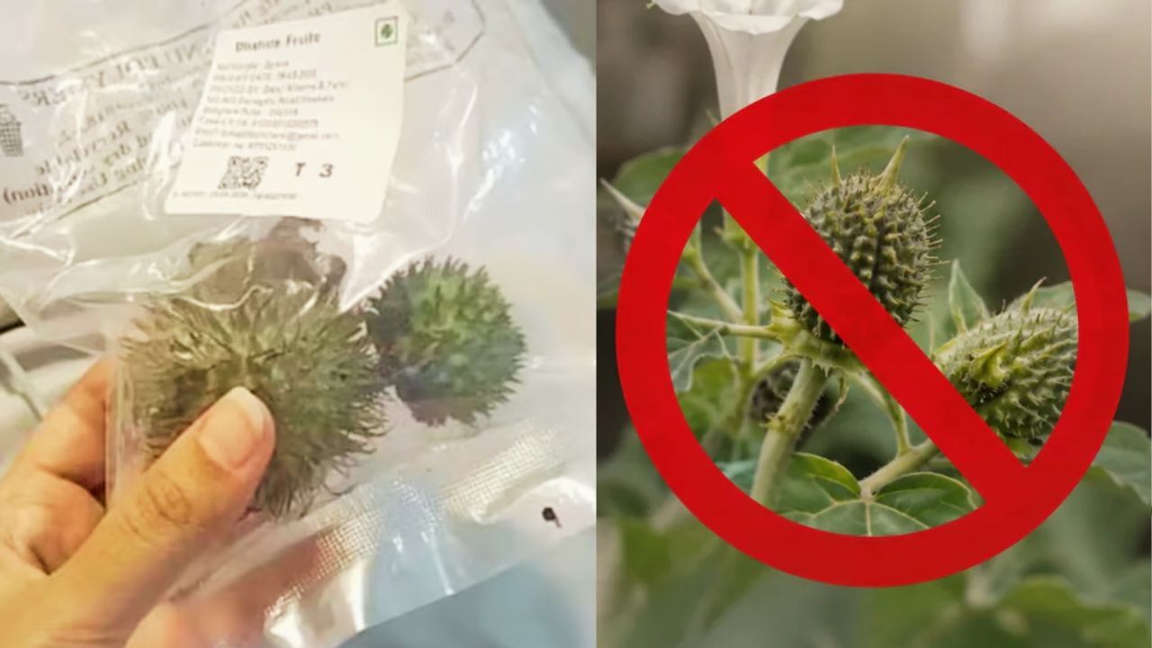 जहरीला धतूरा बेचने पर Amazon, Swiggy Instamart और BigBasket पर सख्ती, Food License सस्पेंड