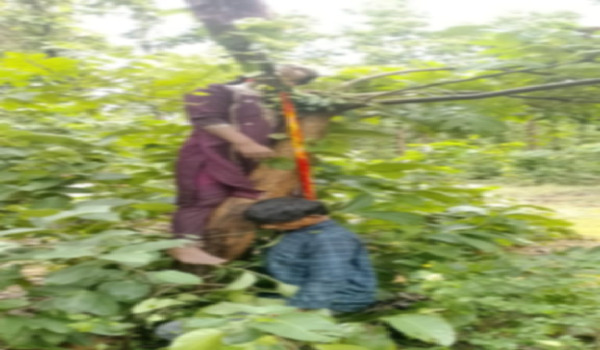 CG News : प्रेमी जोड़े की मौत से फैली सनसनी, जंगल में पेड़ से लटके मिले दोनों के शव