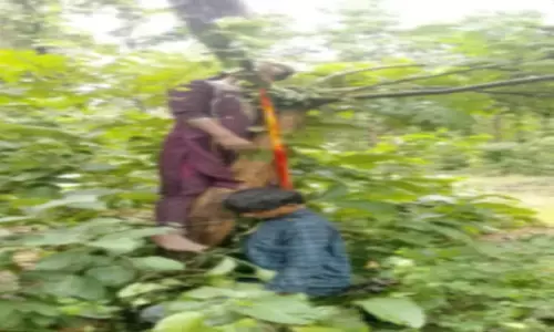 CG News : प्रेमी जोड़े की मौत से फैली सनसनी, जंगल में पेड़ से लटके मिले दोनों के शव