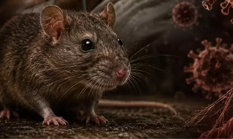 स्वाइन फ्लू के बीच ‘चूहा बुखार’ का बढ़ा खतरा, 2 महीने में 130 से ज्यादा केस; जानें लक्षण और बचाव