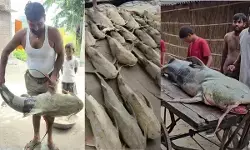 Nepal Flood Fish : नेपाल से बाढ़ में आई विशाल मछलियां, खाने से बीमार पड़ सकते हैं लोग; सरकार ने जारी की एडवाइजरी