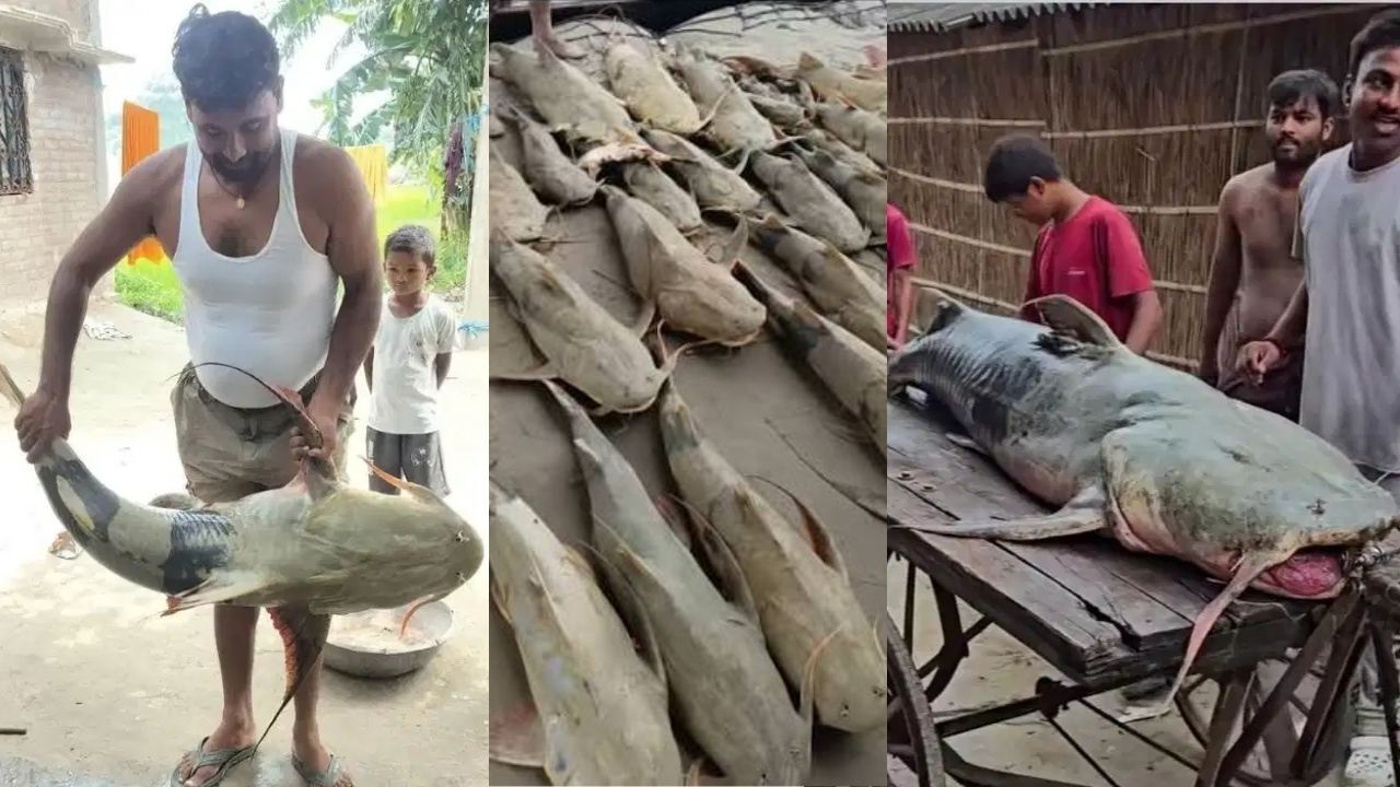 Nepal Flood Fish : नेपाल से बाढ़ में आई विशाल मछलियां, खाने से बीमार पड़ सकते हैं लोग; सरकार ने जारी की एडवाइजरी