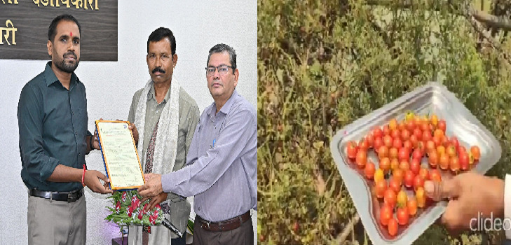 CG Agriculture : धमतरी के ‘चिरपोटी टमाटर’ को मिली कानूनी पहचान, किसान बंसी लाल सोरी की पीढ़ियों पुरानी विरासत सुरक्षित