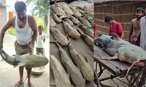 Nepal Flood Fish : नेपाल से बाढ़ में आई विशाल मछलियां, खाने से बीमार पड़ सकते हैं लोग; सरकार ने जारी की एडवाइजरी