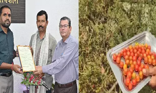 CG Agriculture : धमतरी के ‘चिरपोटी टमाटर’ को मिली कानूनी पहचान, किसान बंसी लाल सोरी की पीढ़ियों पुरानी विरासत सुरक्षित