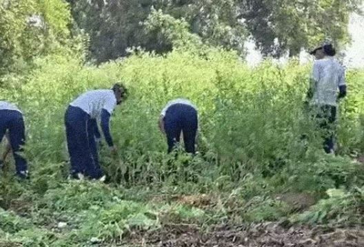 दुर्ग में अफीम की खेती के मामले में गिरफ्तार पूर्व भाजपा नेता को हाईकोर्ट से जमानत, FIR रद्द करने की याचिका खारिज, जानें कोर्ट ने कहा