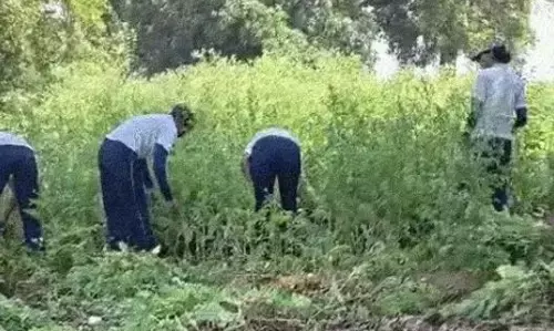 दुर्ग में अफीम की खेती के मामले में गिरफ्तार पूर्व भाजपा नेता को हाईकोर्ट से जमानत, FIR रद्द करने की याचिका खारिज, जानें कोर्ट ने कहा