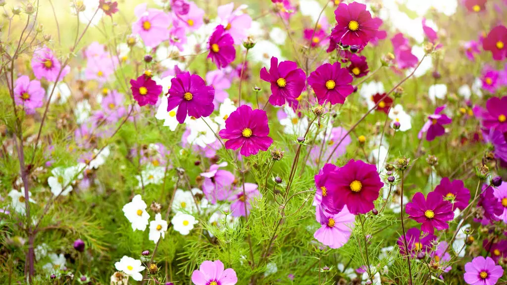 37758-cosmos Gardening Tips : सितंबर में लगाएं ये 5 फूल, घर की बालकनी और गार्डन को बनाएं खूबसूरत
