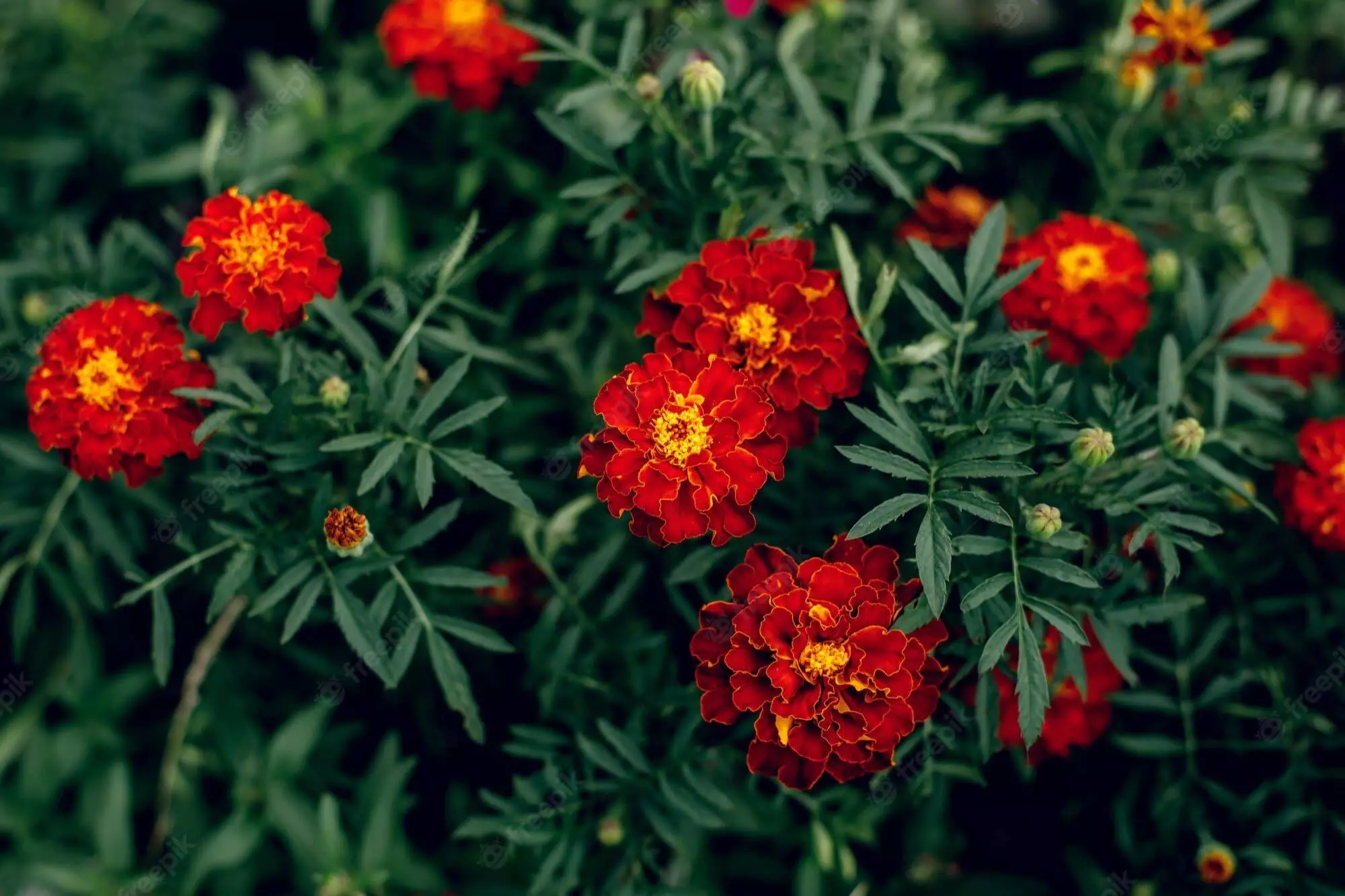 37759-genda Gardening Tips : सितंबर में लगाएं ये 5 फूल, घर की बालकनी और गार्डन को बनाएं खूबसूरत