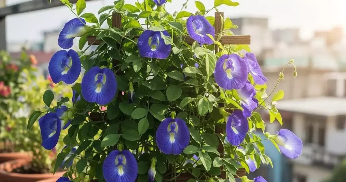 37760- Gardening Tips : सितंबर में लगाएं ये 5 फूल, घर की बालकनी और गार्डन को बनाएं खूबसूरत