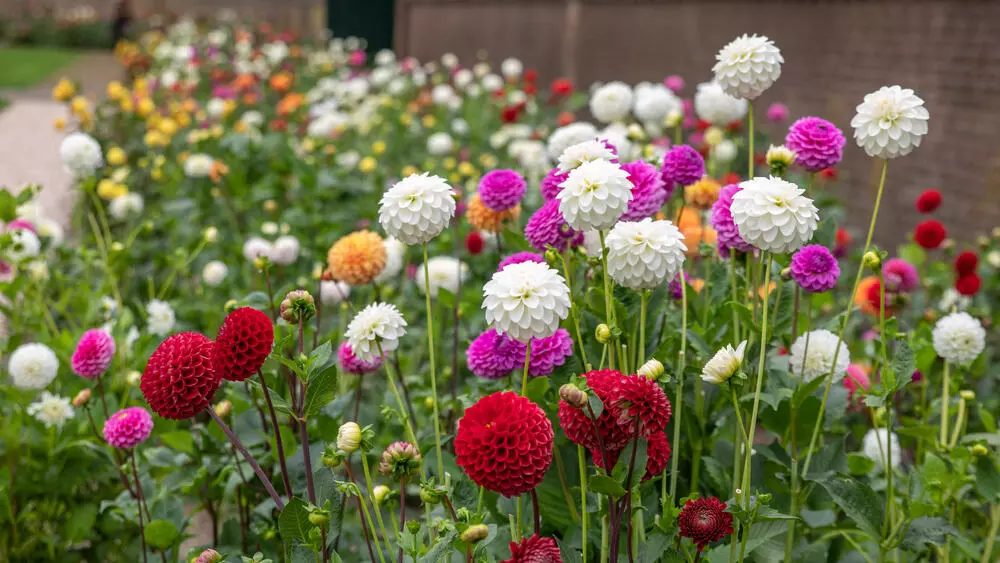 37761-dahlia-flower-plant Gardening Tips : सितंबर में लगाएं ये 5 फूल, घर की बालकनी और गार्डन को बनाएं खूबसूरत