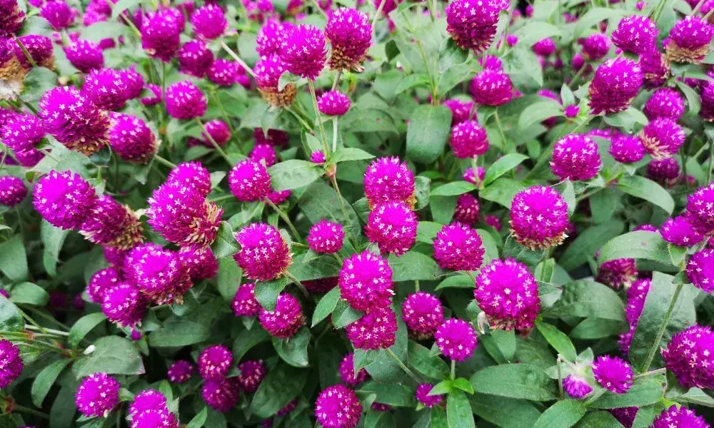 37762-gomphrena-flower Gardening Tips : सितंबर में लगाएं ये 5 फूल, घर की बालकनी और गार्डन को बनाएं खूबसूरत