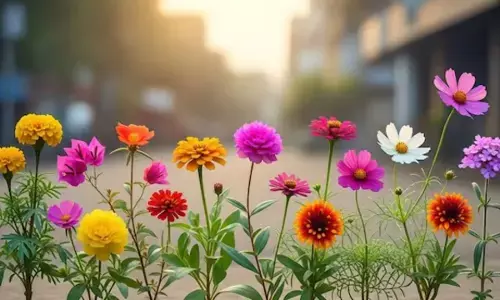 Gardening Tips : सितंबर में लगाएं ये 5 फूल, घर की बालकनी और गार्डन को बनाएं खूबसूरत