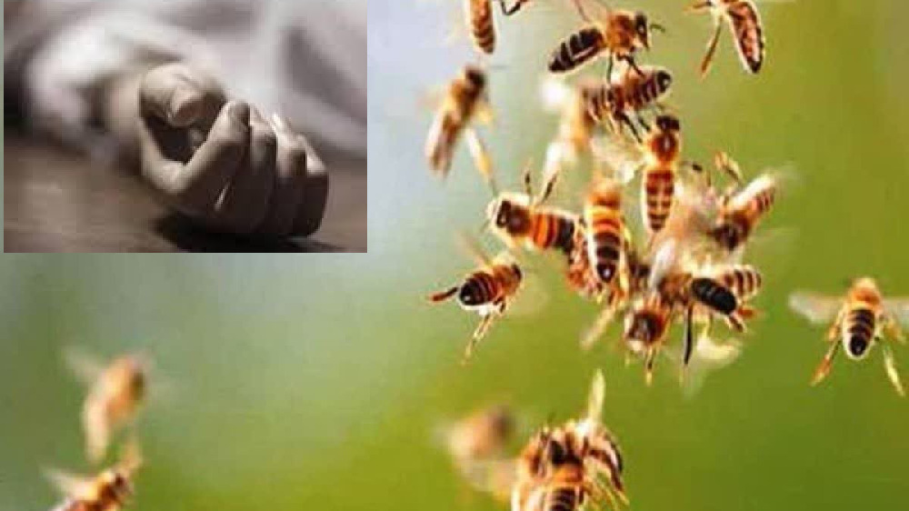 CG News : मधुमक्खियों का हमला बना जानलेवा, घायल महिला की इलाज के दौरान मौत