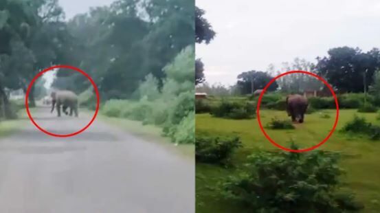 GPM Elephant Movement: मरवाही पहुंचे 2 हाथी, घुसरिया-कुम्हारी में अलर्ट, जंगल न जाने की मुनादी