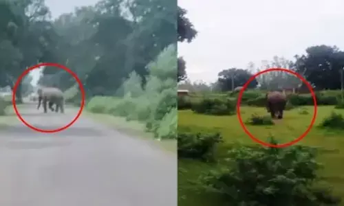 GPM Elephant Movement: मरवाही पहुंचे 2 हाथी, घुसरिया-कुम्हारी में अलर्ट, जंगल न जाने की मुनादी