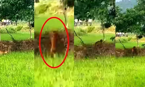 CG News : धान के खेतों में तेंदुए की दस्तक, 4-5 बकरियों का कर चुका शिकार, देखें वीडियो