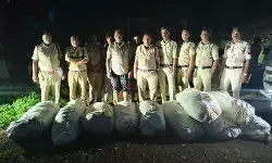 MP Crime: ‘ऑपरेशन ग्रीन स्ट्राइक’ में बड़ी कार्रवाई, 1 करोड़ से ज्यादा की गांजे की फसल जब्त