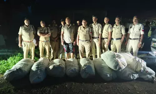 MP Crime: ‘ऑपरेशन ग्रीन स्ट्राइक’ में बड़ी कार्रवाई, 1 करोड़ से ज्यादा की गांजे की फसल जब्त