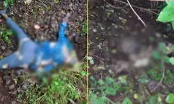 MP News : खेत में नाबालिग युवती और युवक के कंकाल मिलने से फैली सनसनी, प्रेम प्रसंग या कुछ और? जांच जारी