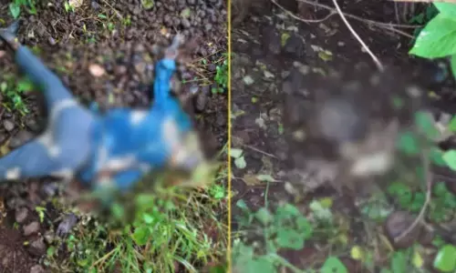 MP News : खेत में नाबालिग युवती और युवक के कंकाल मिलने से फैली सनसनी, प्रेम प्रसंग या कुछ और? जांच जारी