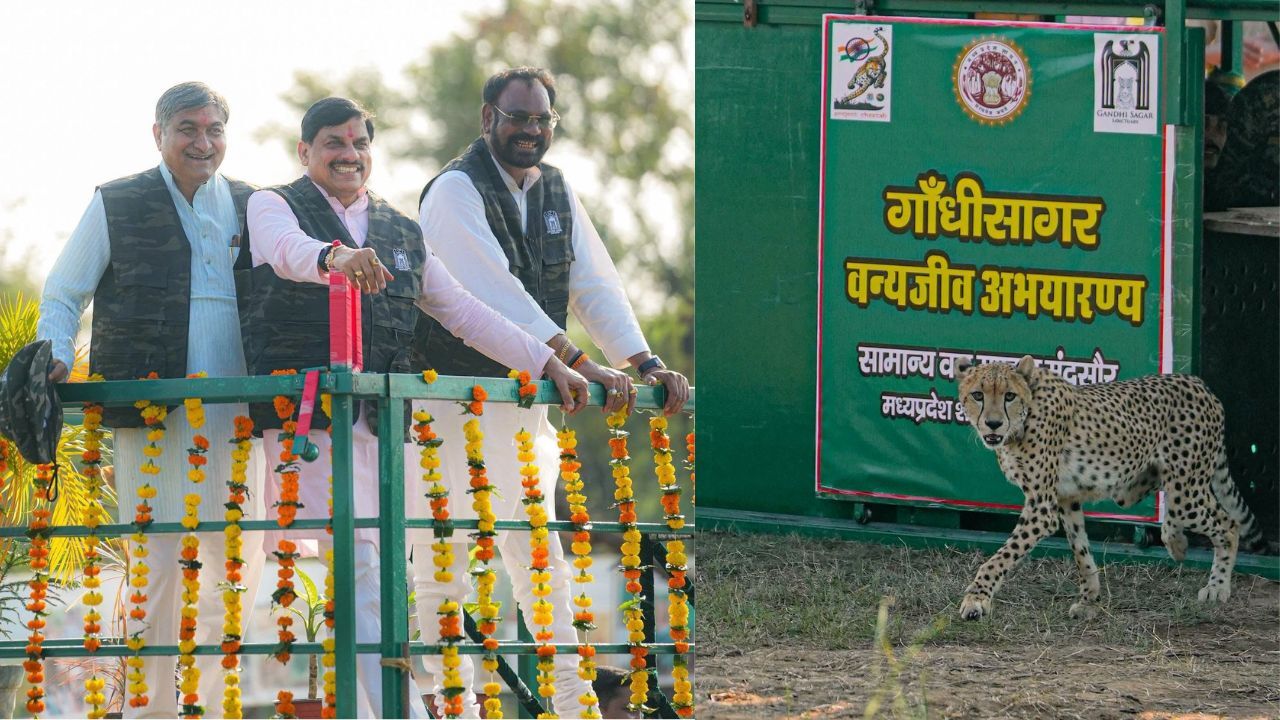 MP : गांधीसागर अभयारण्य में बढ़ी चीतों की संख्या, CM मोहन यादव ने बोत्सवाना से लाई मादा चीता CCB-2 को किया रिलीज