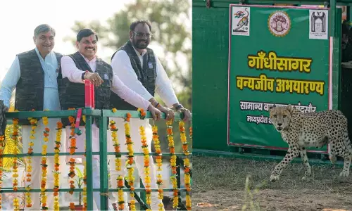 MP : गांधीसागर अभयारण्य में बढ़ी चीतों की संख्या, CM मोहन यादव ने बोत्सवाना से लाई मादा चीता CCB-2 को किया रिलीज