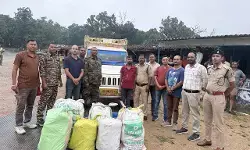 CG Crime : पिकअप के गुप्त चेंबर में छिपाकर ले जा रहे थे 50 लाख का गांजा,  तस्कर गिरफ्तार