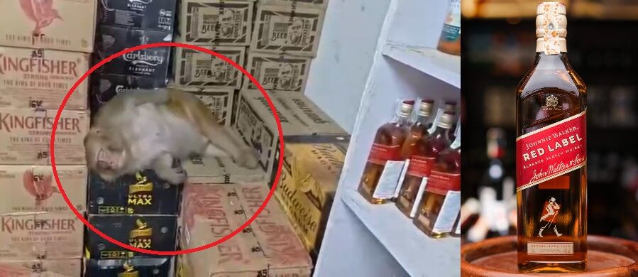 ये तो अपुन के च्वाइस का मामला है…. वाइन शॉप में घुसी बंदरिया, महंगी बोतल उठाई और लगा दिए घूंट, फिर…