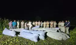 MP Crime: शासकीय जमीन पर कपास-मक्का के बीच गांजे की खेती का खुलासा, 2,948 पौधे जब्त