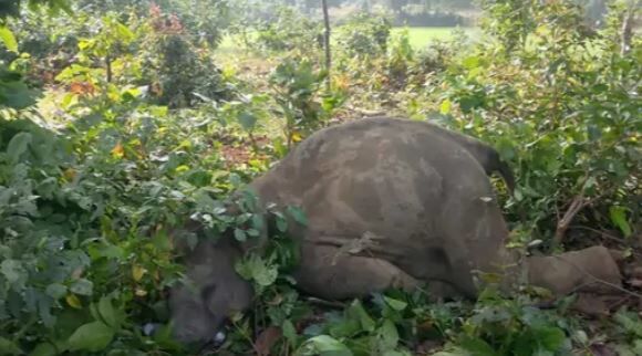 UDAIPUR ELEPHANT CALF DEATH: उदयपुर में करंट से हाथी शावक की मौत, रातभर चिंघाड़ता रहा हाथियों का दल, मौके पर पहुंचे अफसर