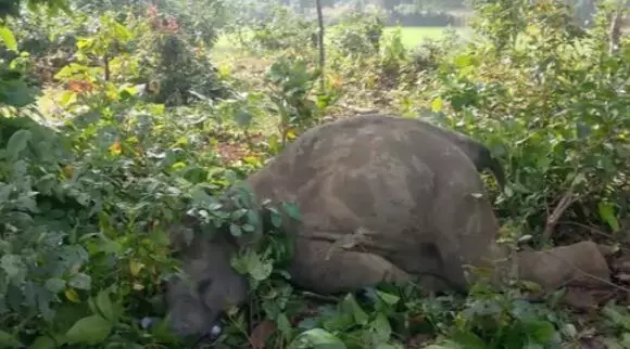 40787-udaipur-elephant-calf-death-electric-shock-surguja UDAIPUR ELEPHANT CALF DEATH: उदयपुर में करंट से हाथी शावक की मौत, रातभर चिंघाड़ता रहा हाथियों का दल, मौके पर पहुंचे अफसर